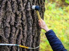 Dendrolog podczas w urzędzie dzielnicy Targówek. Fot. Mat. prasowy